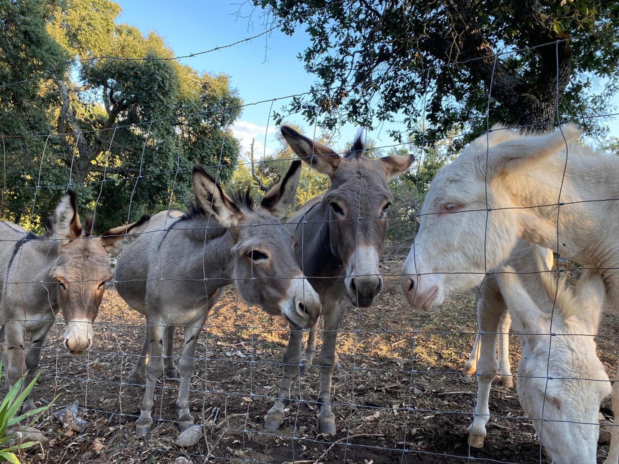 Agriturismo Pranu Sorgono Eksteriør billede